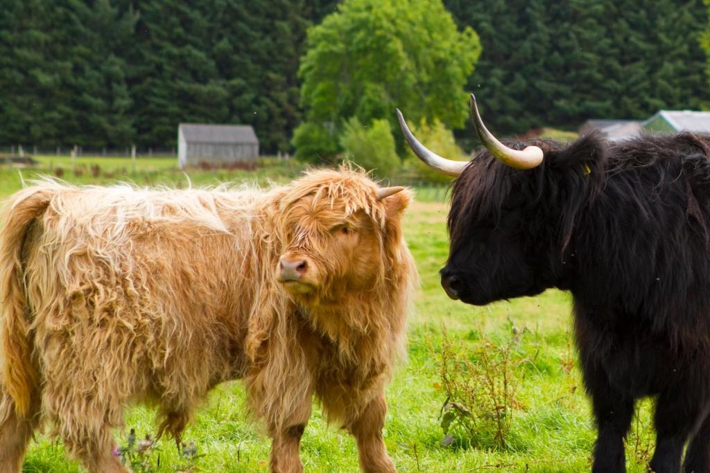 Gask House Farm Cottages Инвернес Стая снимка